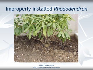 Improperly installed Rhododendron




                 Linda Chalker-Scott
           WSU Extension Urban Horticulturist
 
