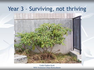 Year 3 – Surviving, not thriving




                Linda Chalker-Scott
          WSU Extension Urban Horticulturist
 