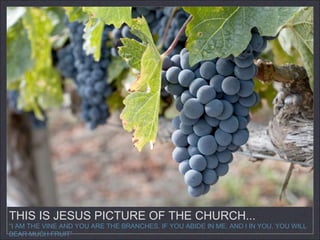 THIS IS JESUS PICTURE OF THE CHURCH...
“I AM THE VINE AND YOU ARE THE BRANCHES. IF YOU ABIDE IN ME, AND I IN YOU, YOU WILL
BEAR MUCH FRUIT”
 