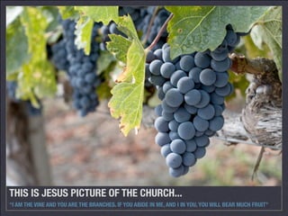 THIS IS JESUS PICTURE OF THE CHURCH...
“I AM THE VINE AND YOU ARE THE BRANCHES. IF YOU ABIDE IN ME, AND I IN YOU, YOU WILL BEAR MUCH FRUIT”
 