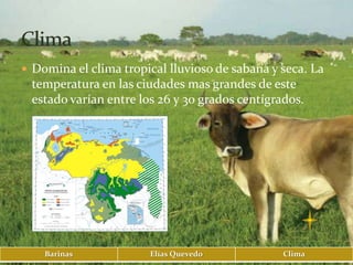  Domina el clima tropical lluvioso de sabana y seca. La
 temperatura en las ciudades mas grandes de este
 estado varían entre los 26 y 30 grados centígrados.




    Barinas            Elías Quevedo            Clima
 