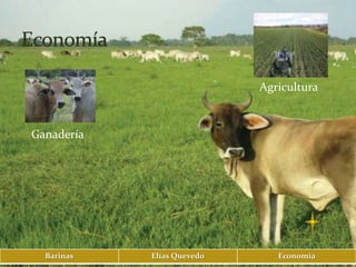 Agricultura


Ganadería




  Barinas   Elías Quevedo      Economía
 
