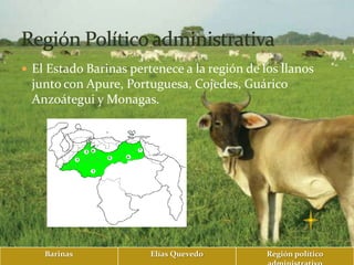  El Estado Barinas pertenece a la región de los llanos
 junto con Apure, Portuguesa, Cojedes, Guárico
 Anzoátegui y Monagas.




    Barinas             Elías Quevedo         Región político
 