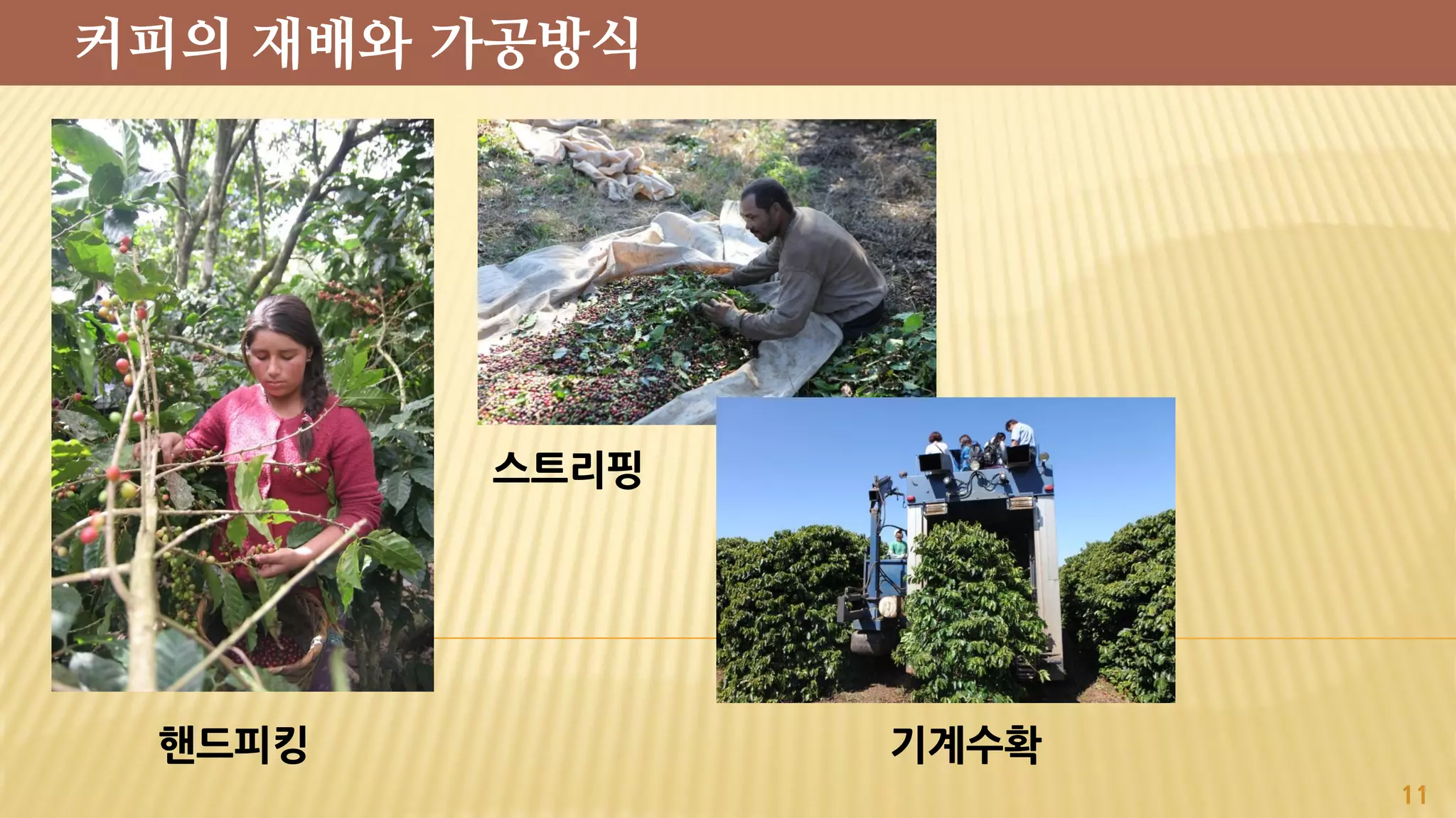 핸드피킹 기계수확
11
스트리핑
커피의 재배와 가공방식
 