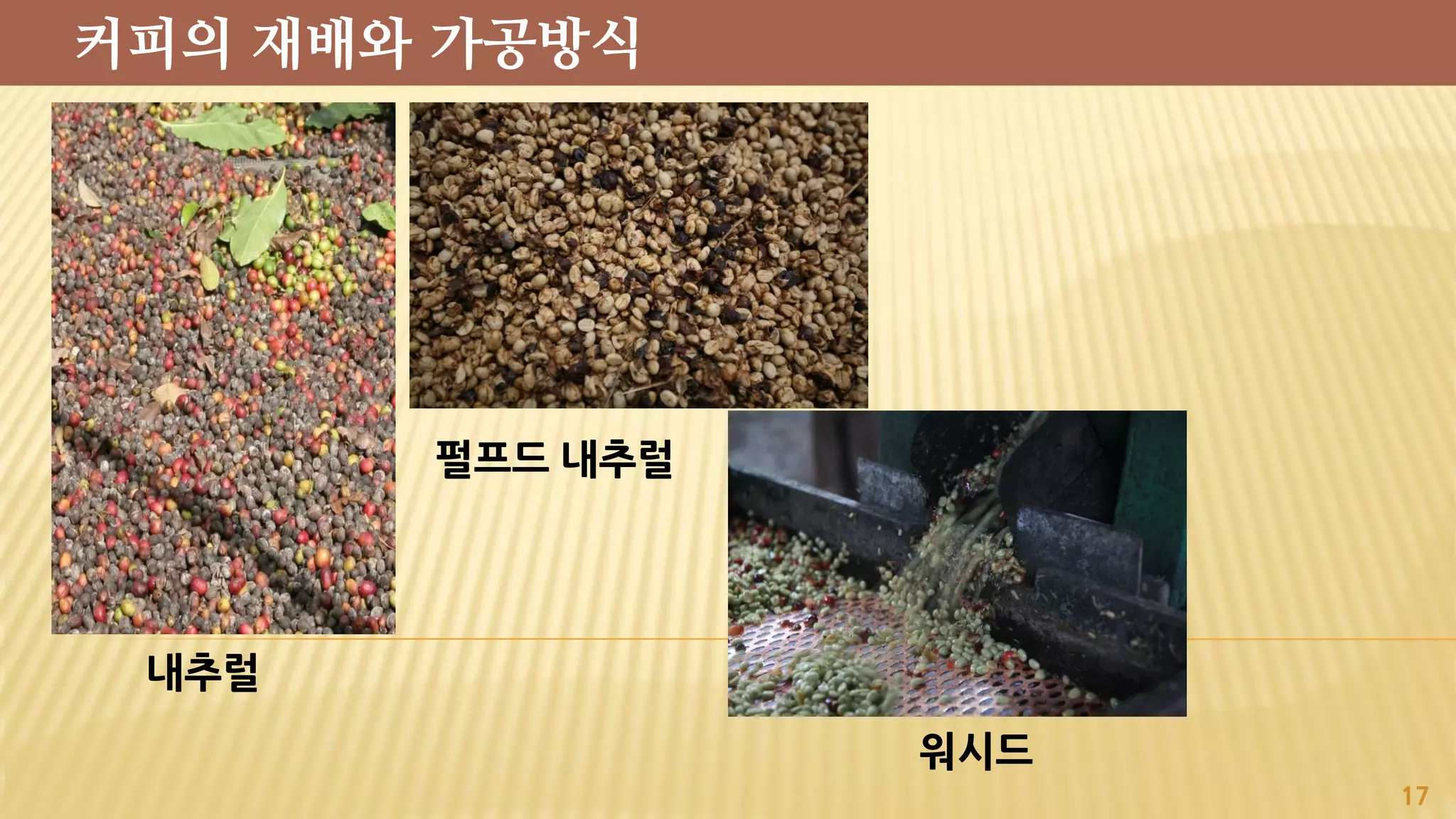 내추럴
17
펄프드 내추럴
워시드
커피의 재배와 가공방식
 