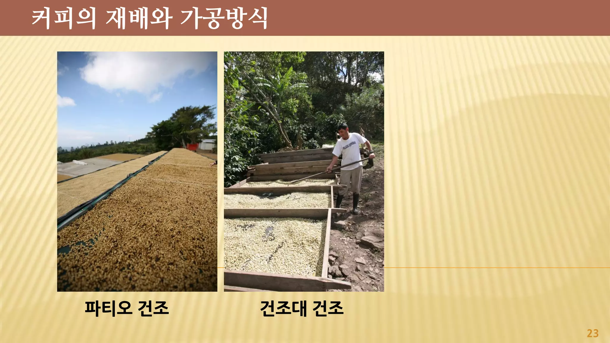 파티오 건조 건조대 건조
23
커피의 재배와 가공방식
 