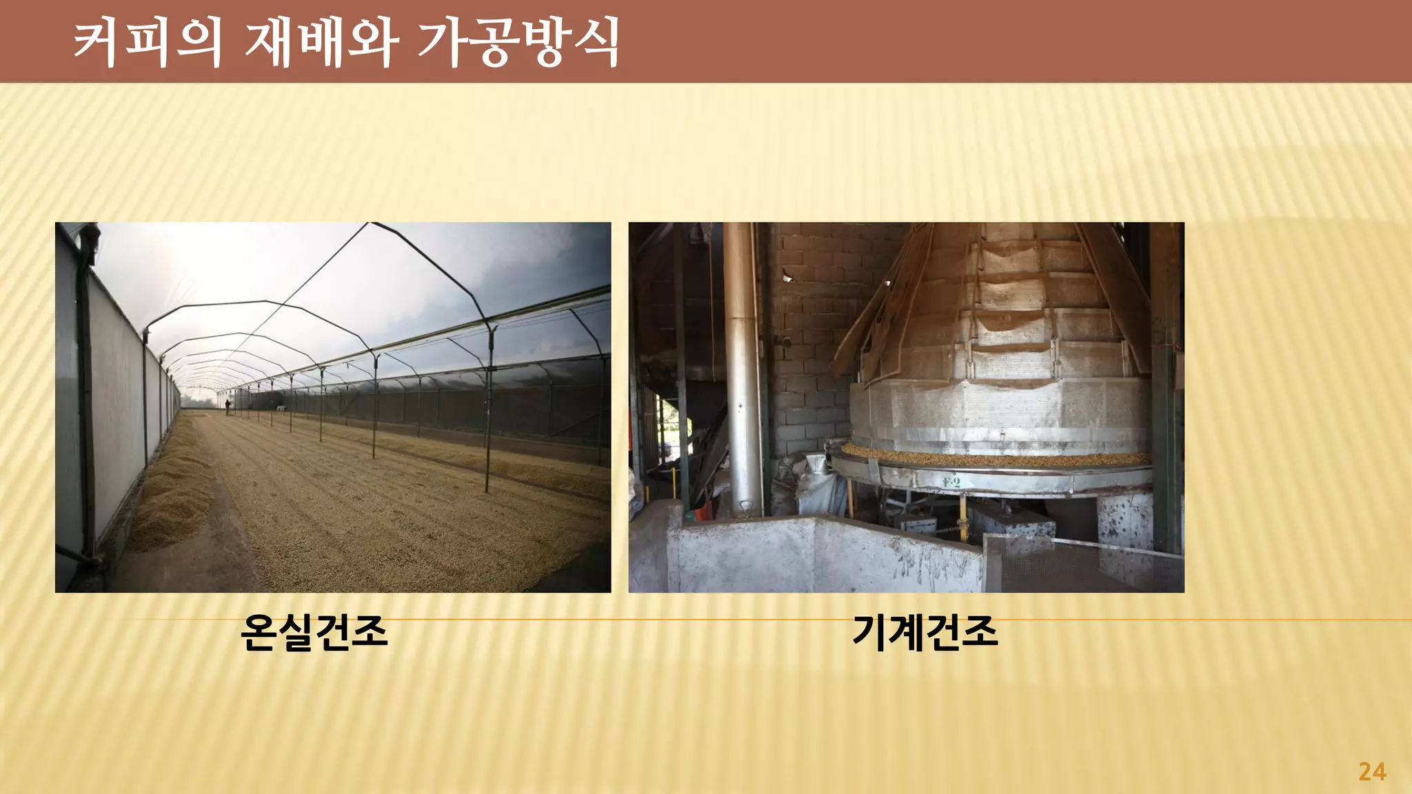 온실건조 기계건조
24
커피의 재배와 가공방식
 