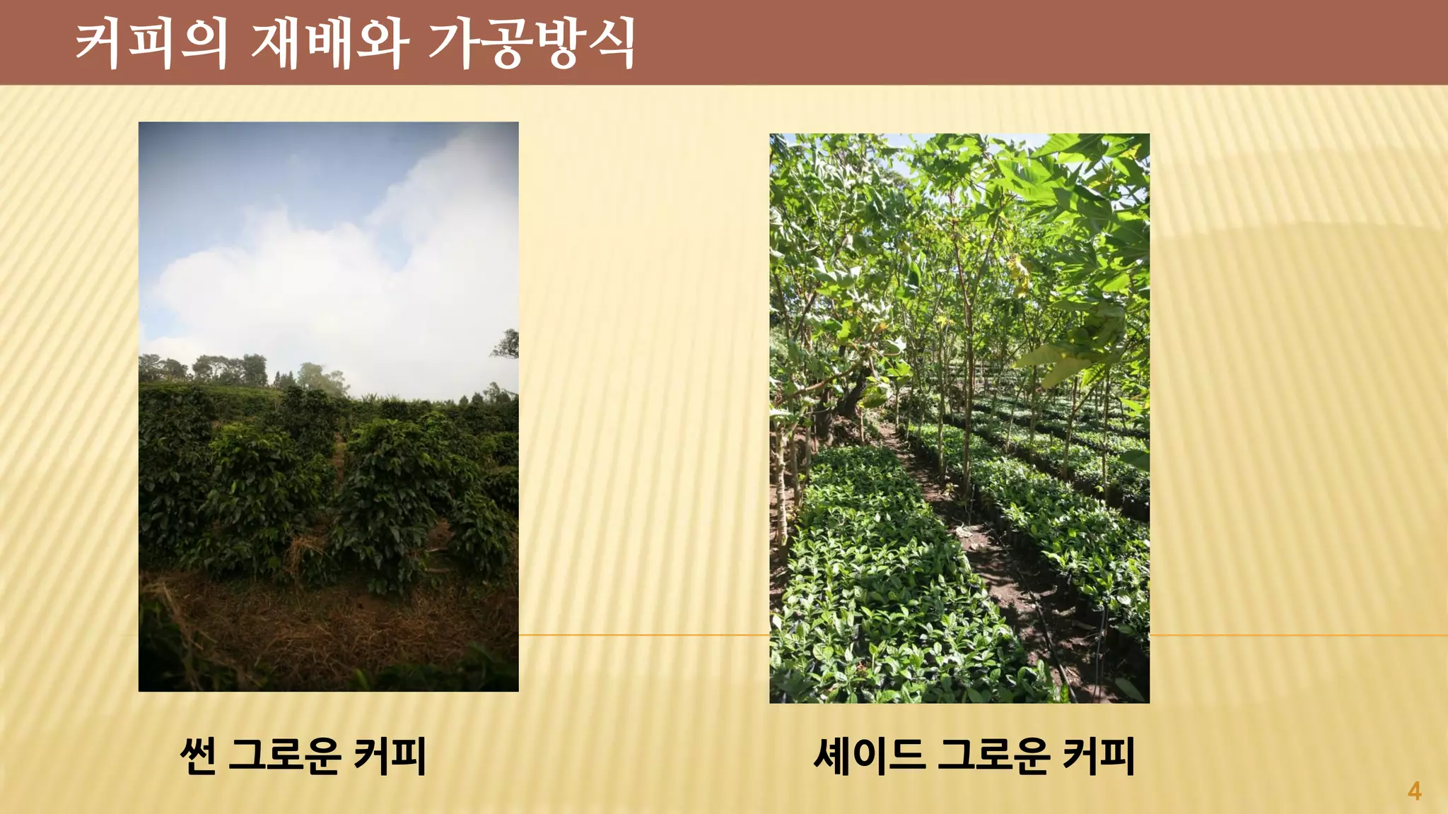 썬 그로운 커피 셰이드 그로운 커피
4
커피의 재배와 가공방식
 