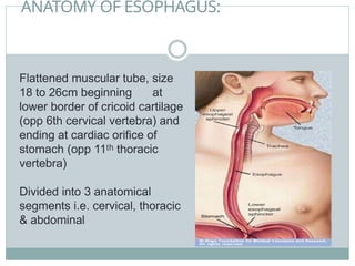 ANATOMY OF ESOPHAGUS:
Flattened muscular tube, size
18 to 26cm beginning at
lower border of cricoid cartilage
(opp 6th cervical vertebra) and
ending at cardiac orifice of
stomach (opp 11 thoracic
ᵗʰ
vertebra)
Divided into 3 anatomical
segments i.e. cervical, thoracic
& abdominal
 