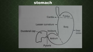 stomach
 