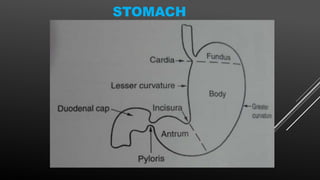 STOMACH
 
