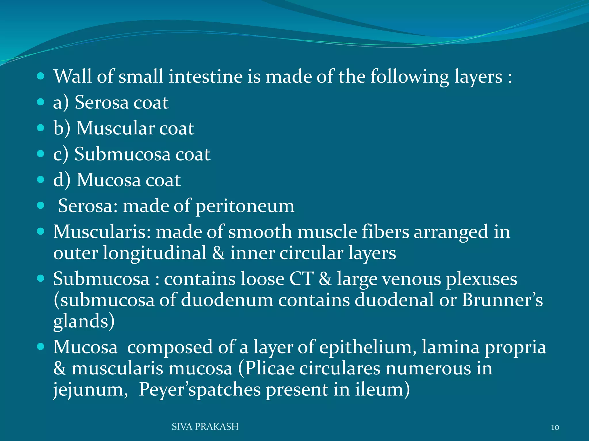  Wall of small intestine is made of the following layers :
 a) Serosa coat
 b) Muscular coat
 c) Submucosa coat
 d) Mucosa coat
 Serosa: made of peritoneum
 Muscularis: made of smooth muscle fibers arranged in
outer longitudinal & inner circular layers
 Submucosa : contains loose CT & large venous plexuses
(submucosa of duodenum contains duodenal or Brunner’s
glands)
 Mucosa composed of a layer of epithelium, lamina propria
& muscularis mucosa (Plicae circulares numerous in
jejunum, Peyer’spatches present in ileum)
10SIVA PRAKASH
 