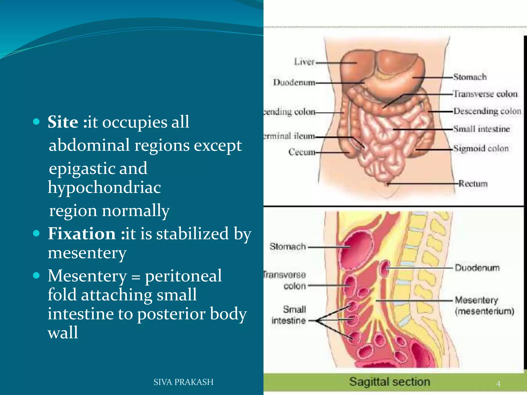  Site :it occupies all
abdominal regions except
epigastic and
hypochondriac
region normally
 Fixation :it is stabilized by
mesentery
 Mesentery = peritoneal
fold attaching small
intestine to posterior body
wall
4SIVA PRAKASH
 