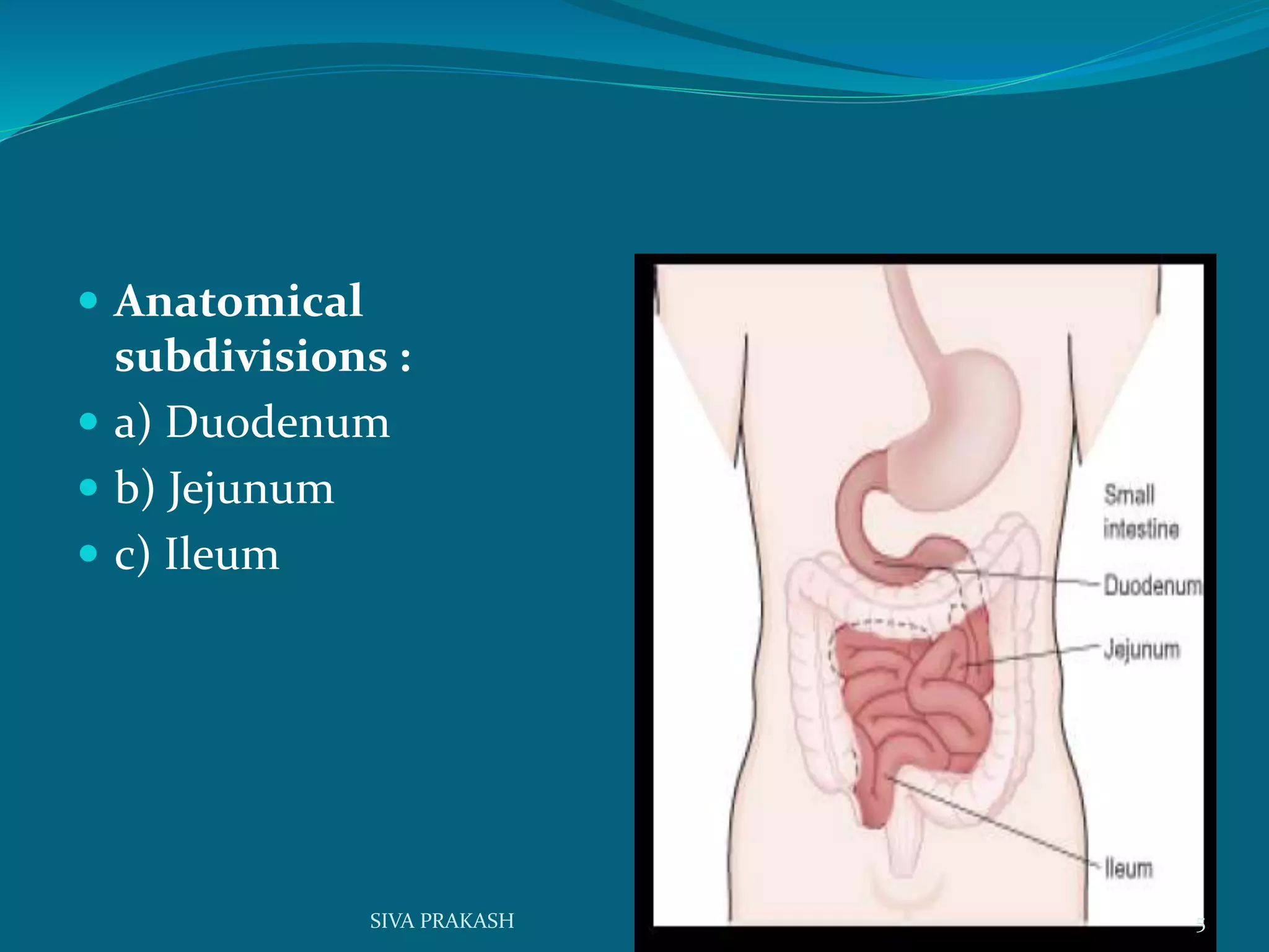  Anatomical
subdivisions :
 a) Duodenum
 b) Jejunum
 c) Ileum
5SIVA PRAKASH
 