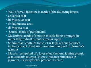  Wall of small intestine is made of the following layers :
 a) Serosa coat
 b) Muscular coat
 c) Submucosa coat
 d) Mucosa coat
 Serosa: made of peritoneum
 Muscularis: made of smooth muscle fibers arranged in
outer longitudinal & inner circular layers
 Submucosa : contains loose CT & large venous plexuses
(submucosa of duodenum contains duodenal or Brunner’s
glands)
 Mucosa composed of a layer of epithelium, lamina propria
& muscularis mucosa (Plicae circulares numerous in
jejunum, Peyer’spatches present in ileum)
10SIVA PRAKASH
 
