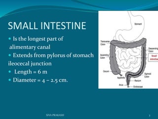 SMALL INTESTINE
 Is the longest part of
alimentary canal
 Extends from pylorus of stomach
ileocecal junction
 Length = 6 m
 Diameter = 4 – 2.5 cm.
3SIVA PRAKASH
 