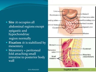  Site :it occupies all
abdominal regions except
epigastic and
hypochondriac
region normally
 Fixation :it is stabilized by
mesentery
 Mesentery = peritoneal
fold attaching small
intestine to posterior body
wall
4SIVA PRAKASH
 
