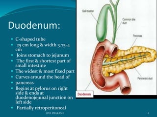 Duodenum:
 C-shaped tube
 25 cm long & width 3.75-4
cm
 Joins stomach to jejunum
 The first & shortest part of
small intestine
 The widest & most fixed part
 Curves around the head of
 pancreas
 Begins at pylorus on right
side & ends at
duodenojejunal junction on
left side
 Partially retroperitoneal
6SIVA PRAKASH
 