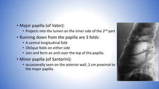 • Major papilla (of Vater):
• Projects into the lumen on the inner side of the 2nd part
• Running down from the papilla are 3 folds:
• A central longitudinal fold
• Oblique folds on either side
• Join and form an arch over the top of the papilla.
• Minor papilla (of Santorini):
• occasionally seen on the anterior wall, 2 cm proximal to
the major papilla.
 
