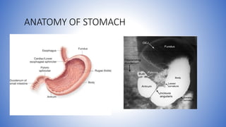 ANATOMY OF STOMACH
 