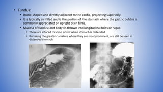 • Fundus:
• Dome-shaped and directly adjacent to the cardia, projecting superiorly.
• It is typically air-filled and is the portion of the stomach where the gastric bubble is
commonly appreciated on upright plain films.
• Mucosa of fundus (and body) is thrown into longitudinal folds or rugae.
• These are effaced to some extent when stomach is distended
• But along the greater curvature where they are most prominent, are still be seen in
distended stomach.
 