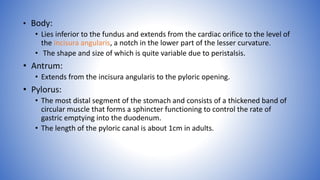 • Body:
• Lies inferior to the fundus and extends from the cardiac orifice to the level of
the incisura angularis, a notch in the lower part of the lesser curvature.
• The shape and size of which is quite variable due to peristalsis.
• Antrum:
• Extends from the incisura angularis to the pyloric opening.
• Pylorus:
• The most distal segment of the stomach and consists of a thickened band of
circular muscle that forms a sphincter functioning to control the rate of
gastric emptying into the duodenum.
• The length of the pyloric canal is about 1cm in adults.
 