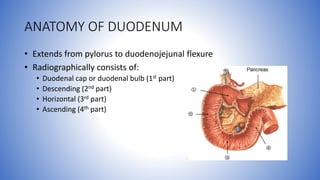 ANATOMY OF DUODENUM
• Extends from pylorus to duodenojejunal flexure
• Radiographically consists of:
• Duodenal cap or duodenal bulb (1st part)
• Descending (2nd part)
• Horizontal (3rd part)
• Ascending (4th part)
 
