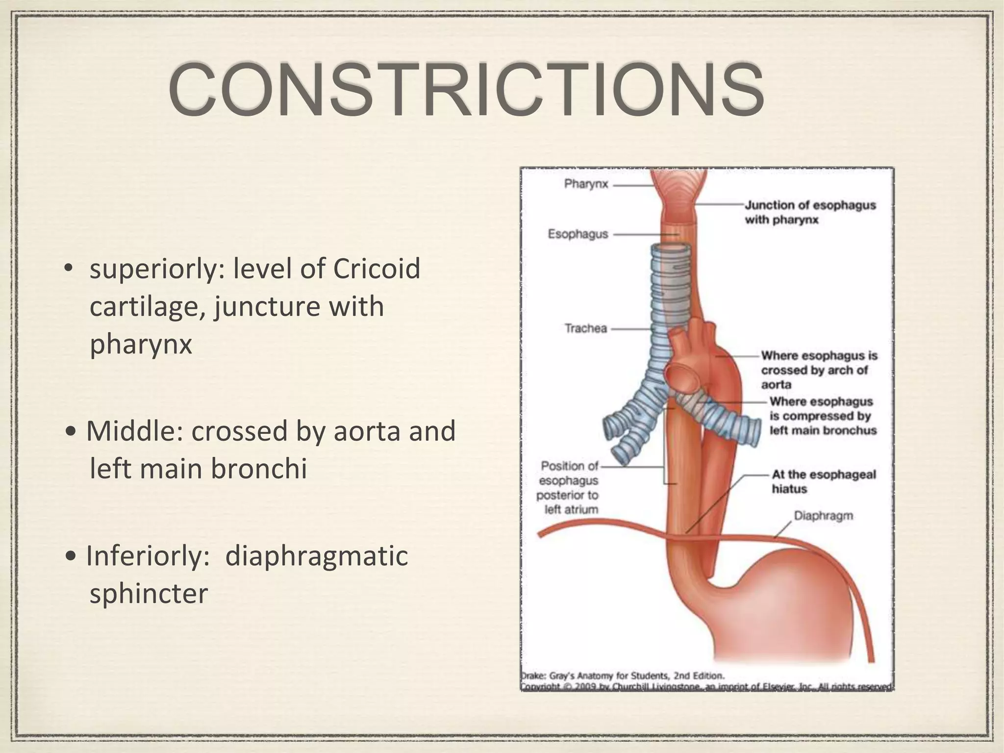 barium-swallow-pptx