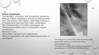 Barium swallow ppt | PPTX