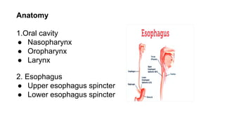 Barium swallow .pdf