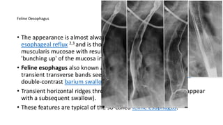 Feline Oesophagus
• The appearance is almost always associated with active gastro-
esophageal reflux 2,3 and is thought to be due to contraction of the
muscularis mucosae with resultant shortening of the esophagus and
'bunching up' of the mucosa in the lumen 2.
• Feline esophagus also known as esophageal shiver, refers to the
transient transverse bands seen in the mid and lower esophagus on a
double-contrast barium swallow.
• Transient horizontal ridges throughout the esophagus (they disappear
with a subsequent swallow).
• These features are typical of the so-called feline esophagus.
 