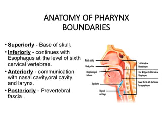 Comprehensive Overview of Barium Swallow Procedure in Radiodiagnosis | PPTX