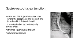 Comprehensive Overview of Barium Swallow Procedure in Radiodiagnosis | PPTX