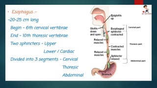 Barium swallow presentation, from a different source. | PPTX