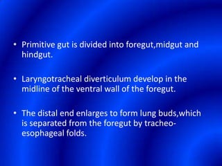 Primitive gut is divided into foregut,midgut and hindgut.Laryngotracheal diverticulum develop in the midline of the ventral wall of the foregut.The distal end enlarges to form lung buds,which is separated from the foregut by tracheo-esophageal folds.  