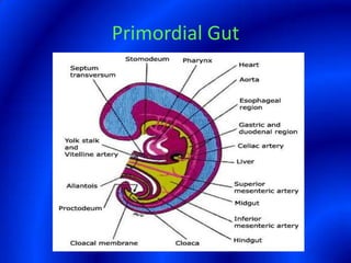 Primordial Gut