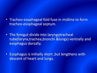 Tracheo-esophageal fold fuse in midline to form tracheo-esophageal septum.The foregut divide into laryngotracheal tube(larynx,trachea,bronchi &lungs) ventrally and esophagus dorsally.Esophagus is initially short ,but lengthens with descent of heart and lungs.
