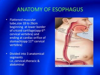 ANATOMY OF ESOPHAGUSFlattened muscular tube,size 18 to 26cm beginning  at lower border of cricoid cartilage(opp 6th cervical vertebra) and ending at cardiac orifice of stomach(opp 11th cervical vertebra) Divided into 3 anatomical segments i.e.,cervical,thoracic & abdominal