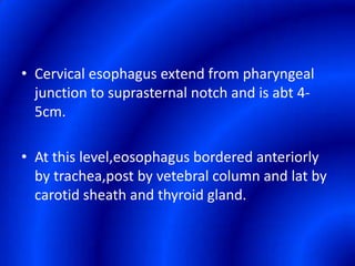 Cervical esophagus extend from pharyngeal junction to suprasternal notch and is abt 4-5cm.At this level,eosophagus bordered anteriorly by trachea,post by vetebral column and lat by carotid sheath and thyroid gland.