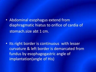 Abdominal esophagus extend from diaphragmatic hiatus to orifice of cardia of stomach.sizeabt 1 cm.Its right border is continuous  with lesser curvature & left border is demarcated from fundus by esophagogastric angle of implantation(angle of His)