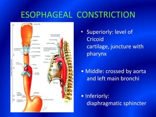 ESOPHAGEAL  CONSTRICTIONSuperiorly: level of Cricoid cartilage, juncture with pharynx• Middle: crossed by aorta and left main bronchi• Inferiorly:  diaphragmatic sphincter
