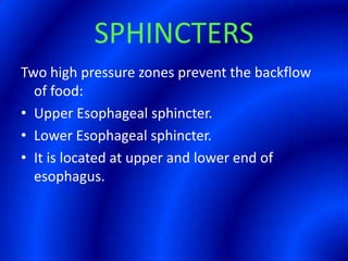 SPHINCTERSTwo high pressure zones prevent the backflow of food:Upper Esophageal sphincter.Lower Esophageal sphincter. It is located at upper and lower end of esophagus.