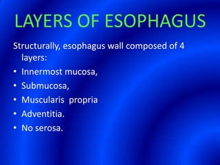 LAYERS OF ESOPHAGUSStructurally, esophagus wall composed of 4 layers: Innermost mucosa, Submucosa, Muscularis  propria Adventitia.No serosa.