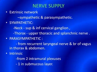 NERVE SUPPLYExtrinsic network              –sympathetic & parasympathetic.SYMPATHETIC:         -Neck - sup & inf cervical ganglion ,        -Thorax - upper thoracic and splanchnic nerve .PARASYMPATHETIC :            - from recurrent laryngeal nerve & br of vagus in thorax & abdomen.Intrinsic            -from 2 intramural plexuses            - 1 in submucous layer.