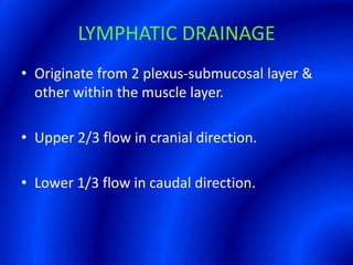LYMPHATIC DRAINAGEOriginate from 2 plexus-submucosal layer & other within the muscle layer.Upper 2/3 flow in cranial direction.Lower 1/3 flow in caudal direction.