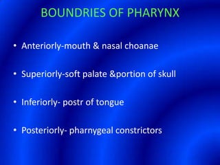 BOUNDRIES OF PHARYNXAnteriorly-mouth & nasal choanaeSuperiorly-soft palate &portion of skullInferiorly- postr of tonguePosteriorly- pharnygeal constrictors