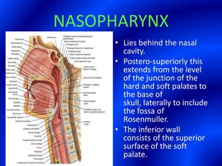 NASOPHARYNXLies behind the nasal cavity.Postero-superiorly this extends from the level of the junction of the hard and soft palates to the base of skull, laterally to include the fossa of Rosenmuller.The inferior wall consists of the superior surface of the soft palate.