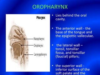 OROPHARYNXLies behind the oral cavity. The anterior wall - the base of the tongue and the epiglotticvalleculae. the lateral wall – tonsil, tonsillarfossa, and tonsillar (faucial) pillars; the superior wall - inferior surface of the soft palate and the uvula.