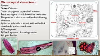 Microscopical characters :
Powder;
Odor: Odorless
Color: dirty green to pale buff in color
Taste: astringent taste followed by sweetness
The powder is characterized by the following
elements :
1) fibrous sclereids: sclereids cells with thick
pitted walls and narrow lumen.
2) Tannin plates.
3) Few fragments of starch granules.
4) Lignin Bodies.
 