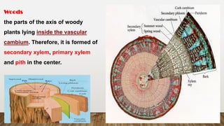 Woods
the parts of the axis of woody
plants lying inside the vascular
cambium. Therefore, it is formed of
secondary xylem, primary xylem
and pith in the center.
 